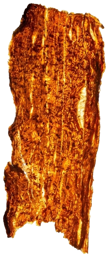 An ultra-thin wagyu chip, backlit